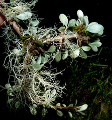 Olearia virgata