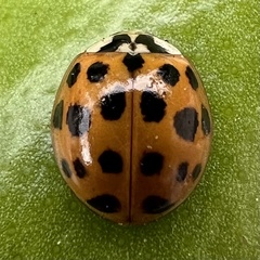 Harmonia axyridis