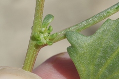 Blitum nuttallianum