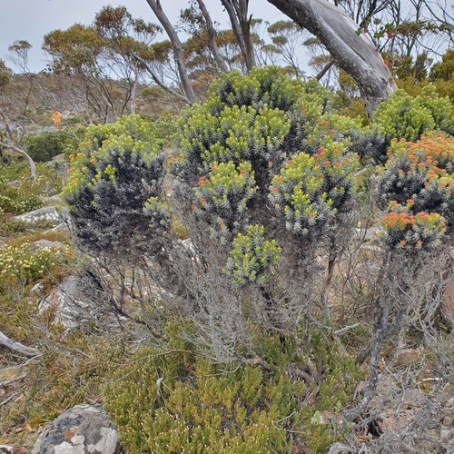 Image of Ozothamnus ledifolius by (c) ronavery, some rights reserved (CC BY)