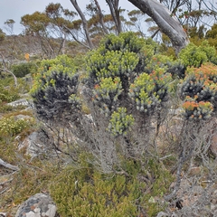 Ozothamnus ledifolius