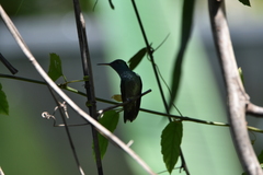 Chrysuronia