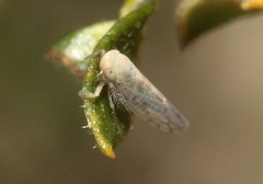 Neoaliturus tenellus