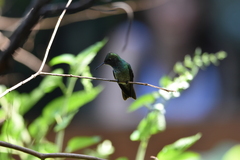 Chrysuronia