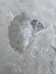 Rhopilema verrilli
