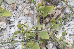 Fagonia pachyacantha