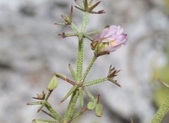 Fagonia pachyacantha