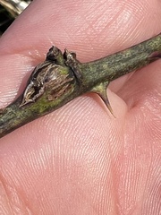 Neolasioptera nodulosa