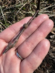 Neolasioptera nodulosa