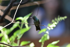 Chrysuronia