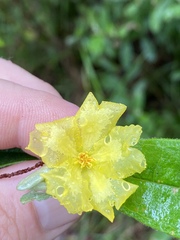 Hibbertia bicarpellata
