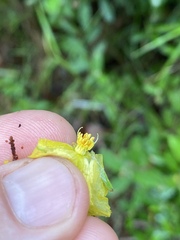 Hibbertia bicarpellata