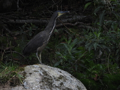 Tigrisoma fasciatum