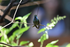Chrysuronia