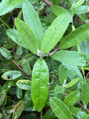 Hibbertia bicarpellata