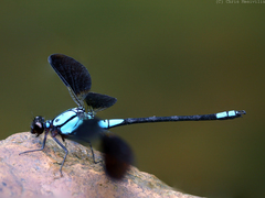 Diphlebia euphoeoides