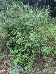 Hibbertia bicarpellata
