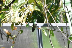 Anthracothorax nigricollis