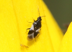Orius tristicolor