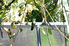 Anthracothorax nigricollis