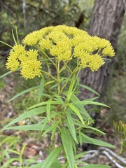 Cassinia aureonitens