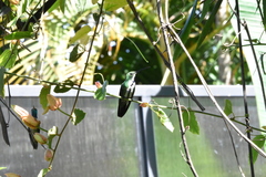 Anthracothorax nigricollis