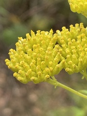 Cassinia aureonitens