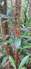 Ardisia lindleyana