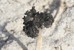 Montagnea arenaria