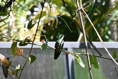 Anthracothorax nigricollis