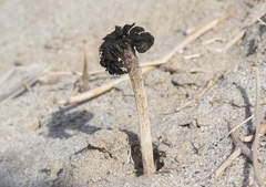 Montagnea arenaria