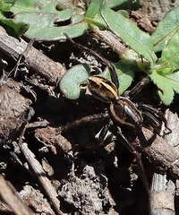 Artoriopsis
