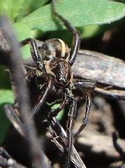 Artoriopsis