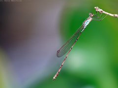 Indolestes tenuissimus
