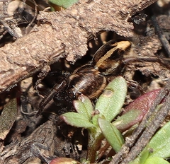 Artoriopsis