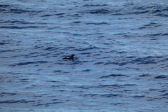 Cepphus grylle arcticus