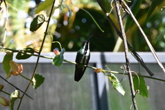 Anthracothorax nigricollis