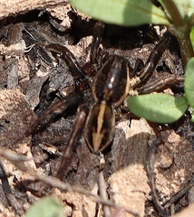 Artoriopsis