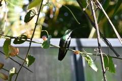 Anthracothorax nigricollis