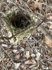 Vireo griseus