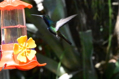 Heliomaster furcifer
