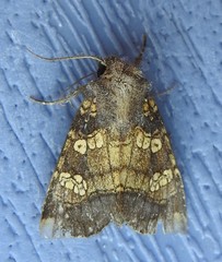 Papaipema cataphracta