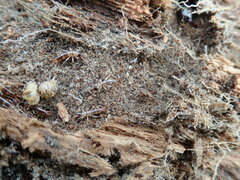 Anisolabis littorea