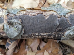 Graphostroma platystomum