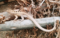 Microlophus occipitalis