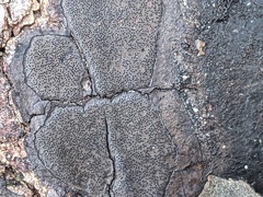 Graphostroma platystomum