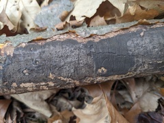 Graphostroma platystomum