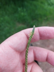 Plantago coronopus
