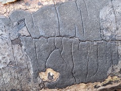 Graphostroma platystomum