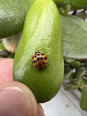 Harmonia axyridis